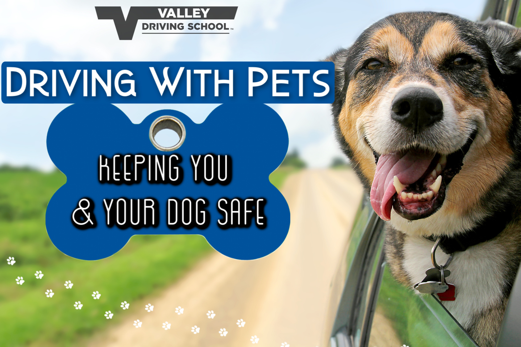 safely drive with your pets