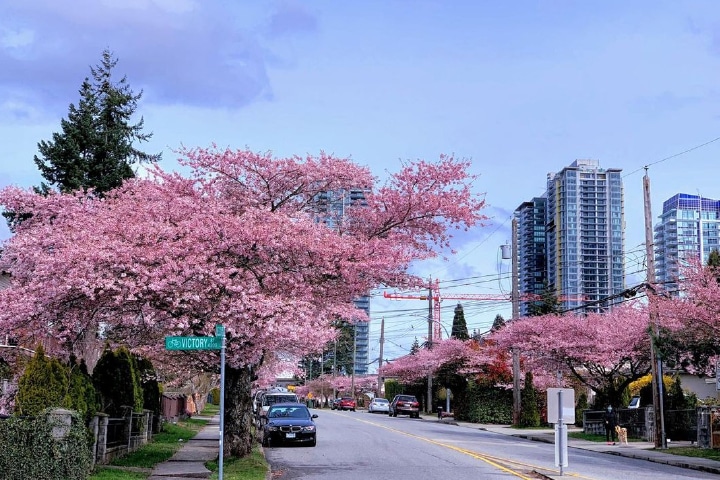 Cars parked on a Burnaby road, lined with cherry blossom trees.