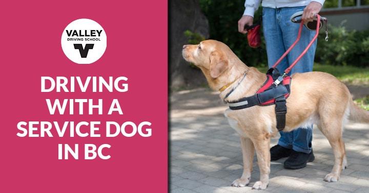 A blog post header graphic featuring a magenta section on the left with the Valley Driving School logo and the text "DRIVING WITH A SERVICE DOG IN BC", alongside a photo on the right showing a service dog walking with a person.