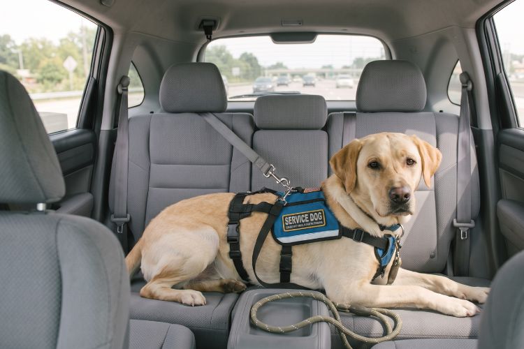 A golden retriever wearing a service dog harness sitting in the backseat of a car, attached to the seat with a seatbelt.